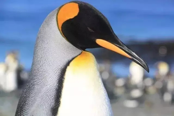 塔斯马尼亚大学